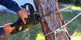 How Our Tree Care Process Works  in  Plainview, MN